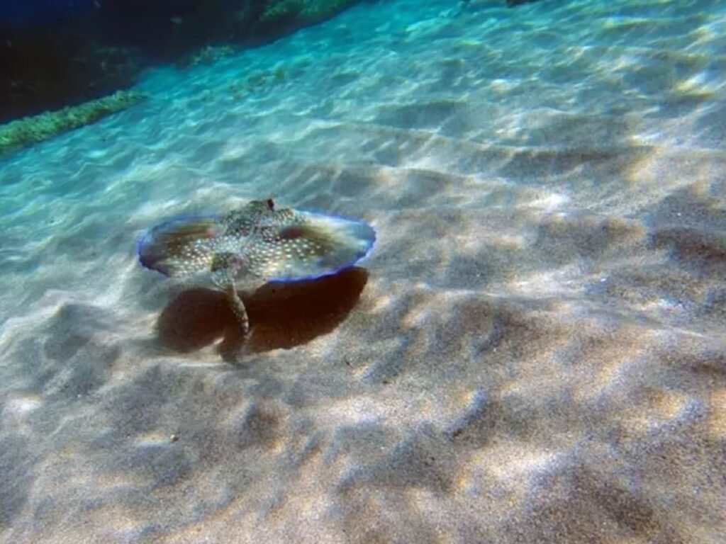 Kayak, snorkel y barco en Cabo de Gata desde Las Negras