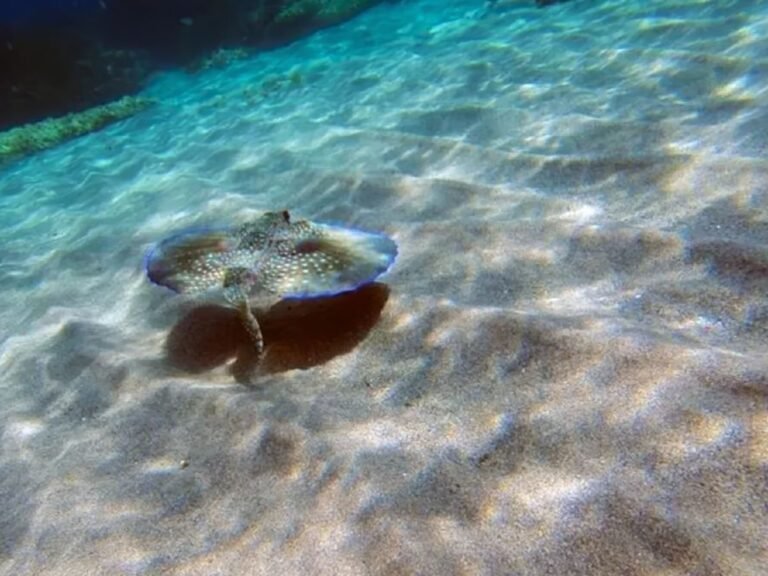 Snorkel en las aguas transparentes de Cabo de Gata